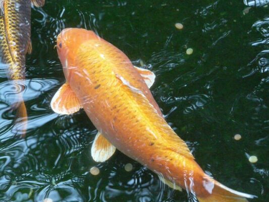 The Biggest Koi Fish: A Fascinating Look at Giant Koi